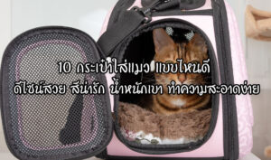 10 กระเป๋าใส่แมว แบบไหนดี ดีไซน์สวย สีน่ารัก น้ำหนักเบา ทำความสะอาดง่าย บทความ