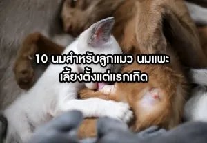 10 milk for kittens goat milk fed from birth สาระทีม